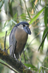 Boat-billed Heron    Cochlearius cochlearius